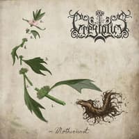 Greylotus
