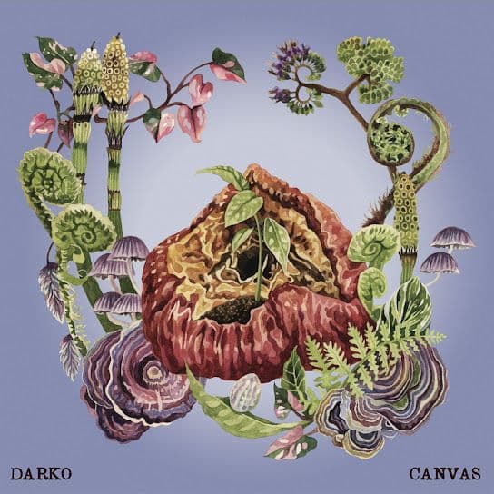 darko canvas 2025