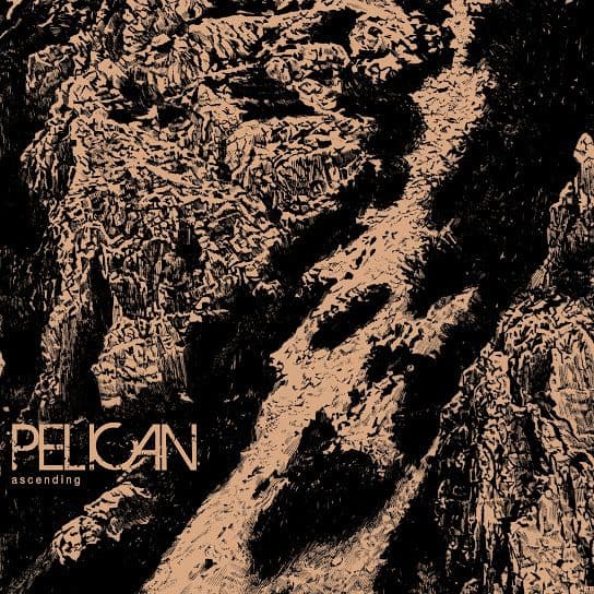 Pelican